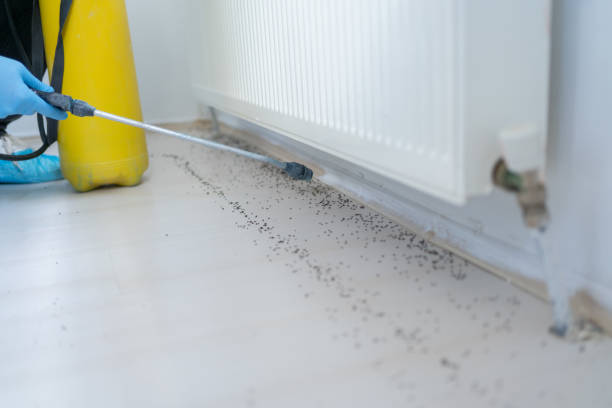 Trusted Termite Removal Services for Residential and Commercial Properties